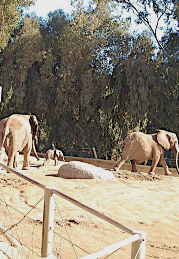 Three elephants walking in a sandy zoo enclosure, with a large rock on the ground and a fence in the foreground.